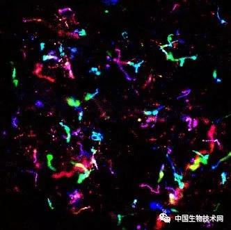 PNAS：科学家发现“智胜”人体免疫系统的蛋白质 中国科学网www.minimouse.com.cn
