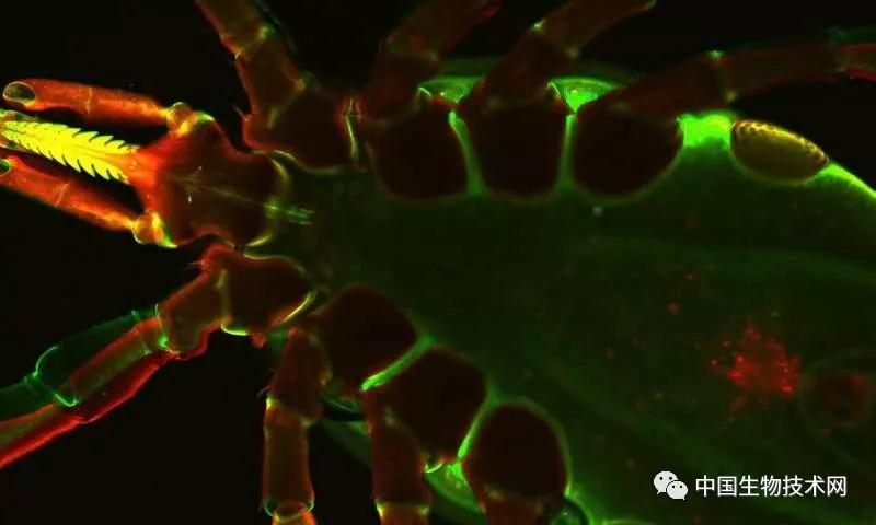 PNAS：科学家发现“智胜”人体免疫系统的蛋白质 中国科学网www.minimouse.com.cn