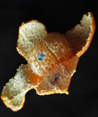 0879c6ccffea49c5a144c41768665752