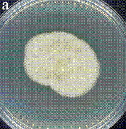 d6ce1ef000dede0ede7514bb3c9a86cd